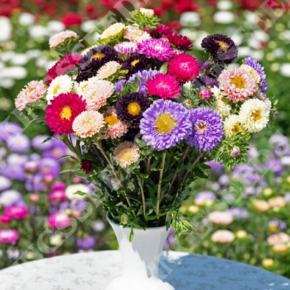 Picture of Aster - Matsumoto Mixed